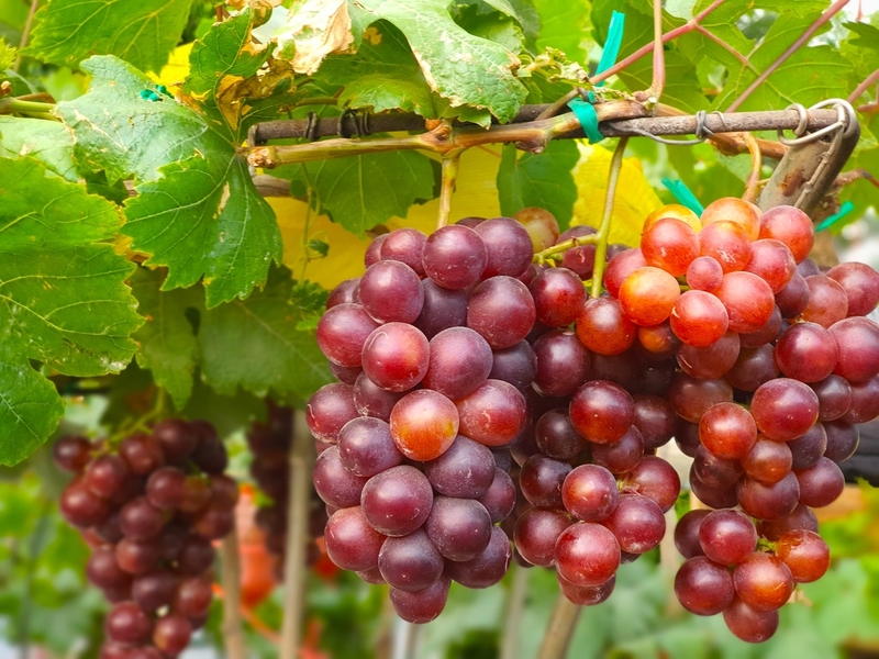 Visit Ba Mọi grape garden for a complimentary glass of pure Rượu nho. Sipping it amid the heavy-lade...