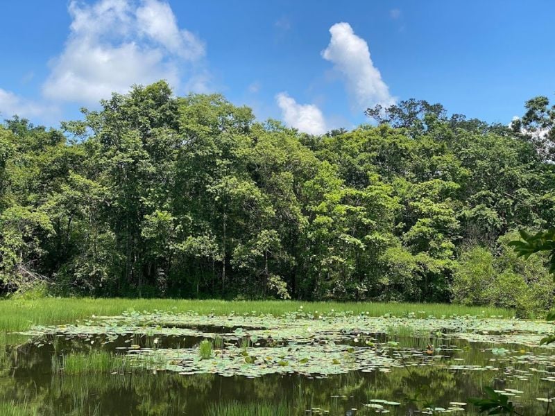 Beyond the presence of majestic elephants, Yok Đôn National Park captivates visitors with its pictur...