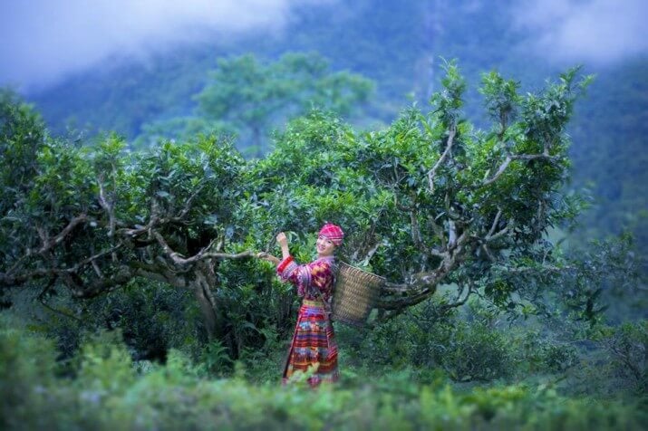 Ha Giang, a border mountainous province in the far north, is considered the cradle of Shan Tuyet tea...