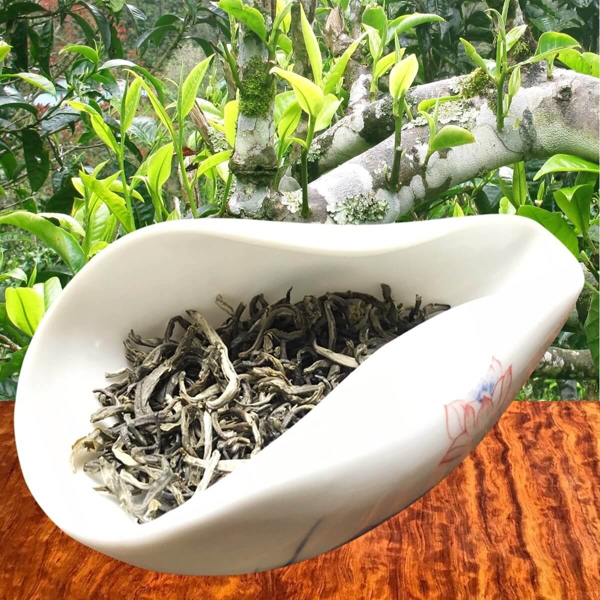 To purchase authentic, high-quality Ha Giang Shan Tuyet Tea, it's essential to choose reputable sell...