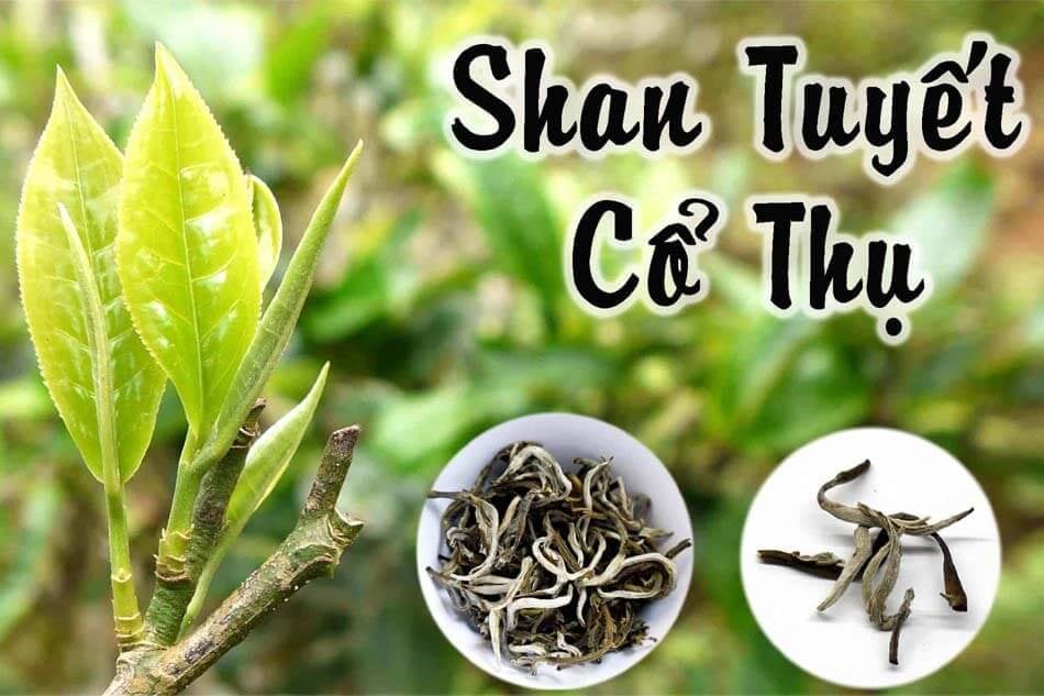 What makes Ha Giang Shan Tuyet Tea so special are its ancient tea trees, some over 300 years old. Th...