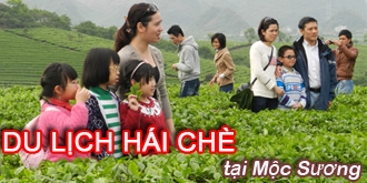 After harvesting, Shan Tuyết tea is carefully roasted using traditional methods to preserve its sign...