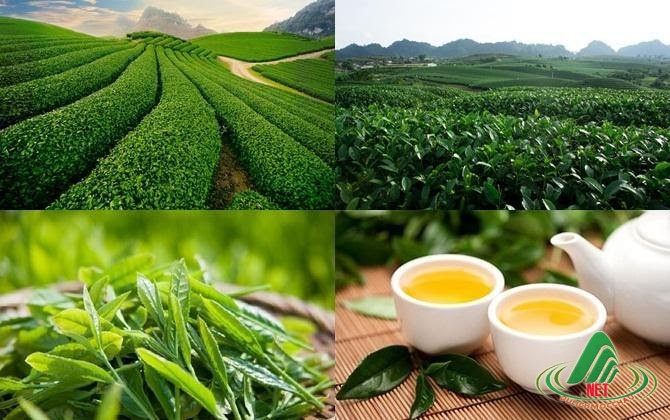 With large leaves offering a light bitterness followed by a lingering sweetness, Shan Tuyết tea is m...