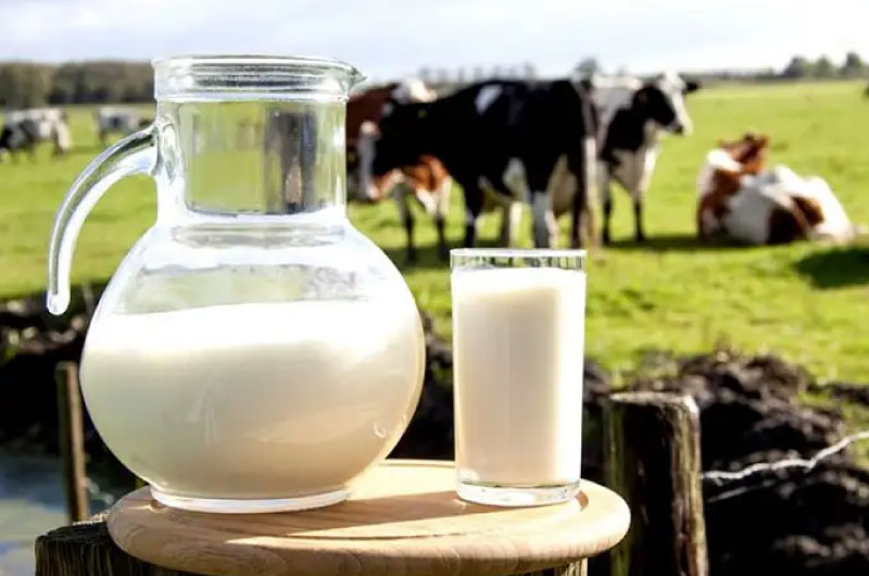 Brew Shan Tuyết tea with water at around 90°C to fully release its delicate aroma and flavor. Mộc Ch...