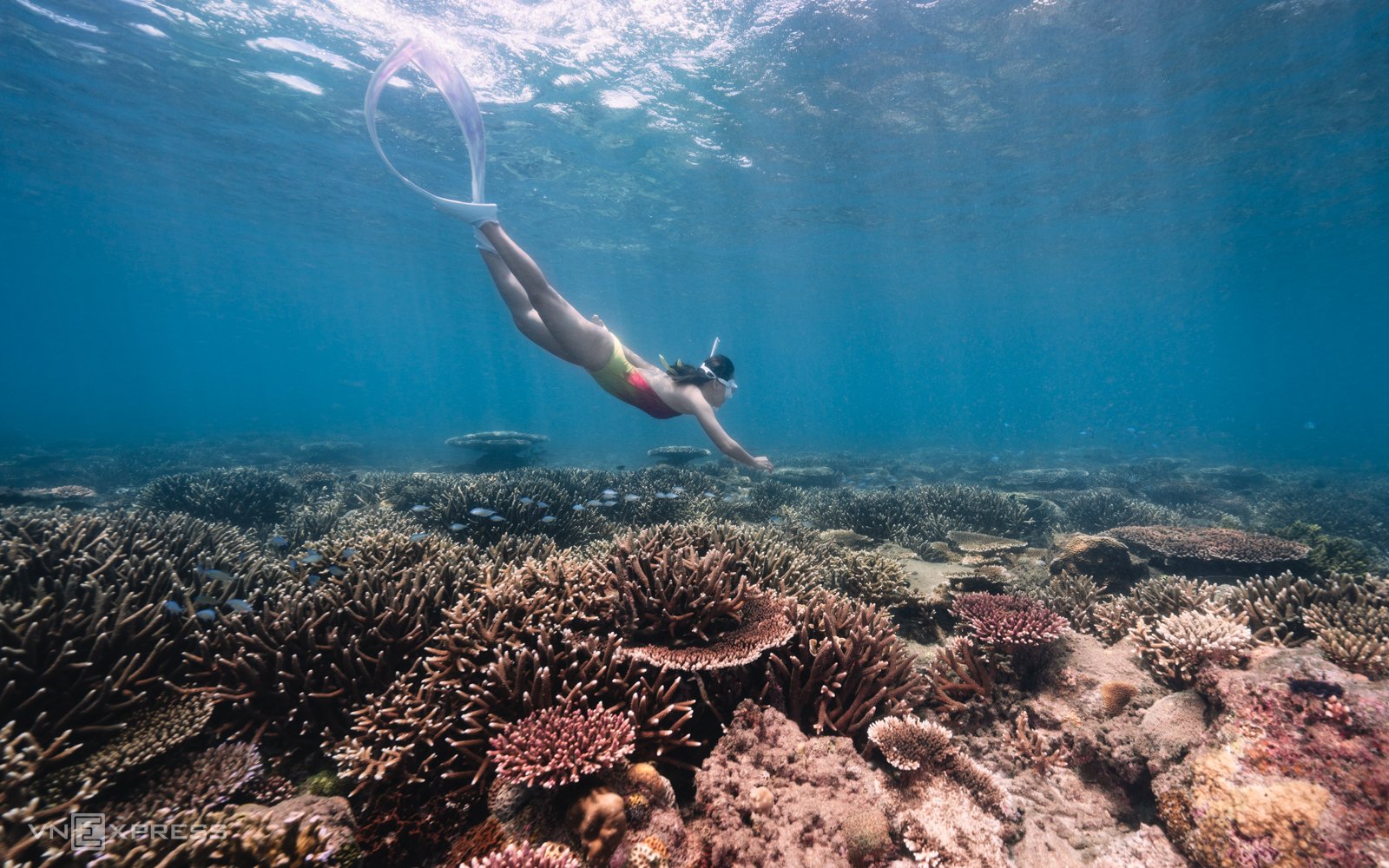 Beneath Con Dao's crystal-clear waters lies an entirely different world, where shimmering coral reef...
