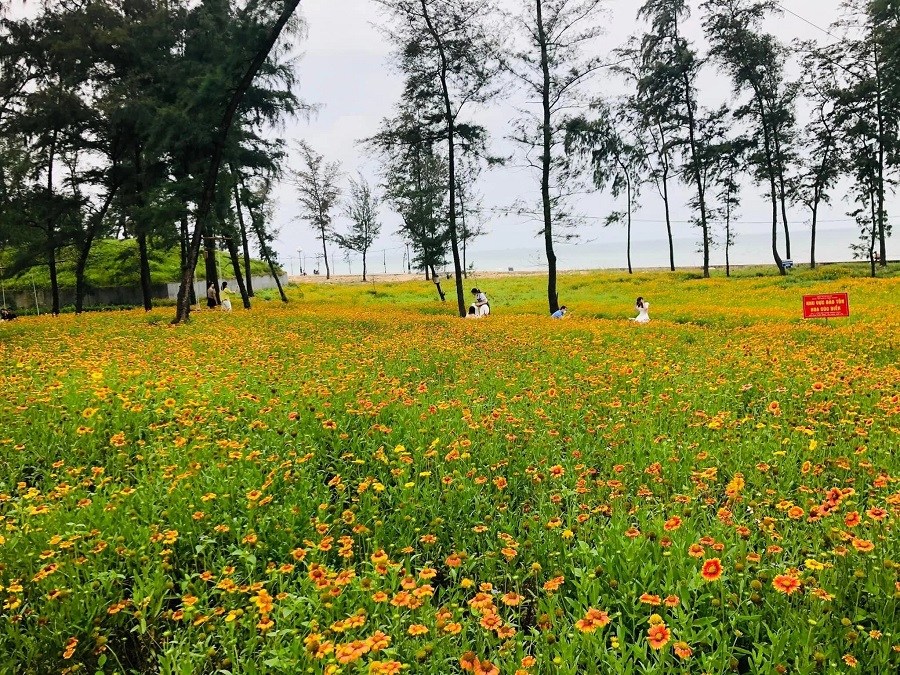 Visiting Cua Lo in summer, from April to July, travelers will witness a rare spectacle: fields of se...