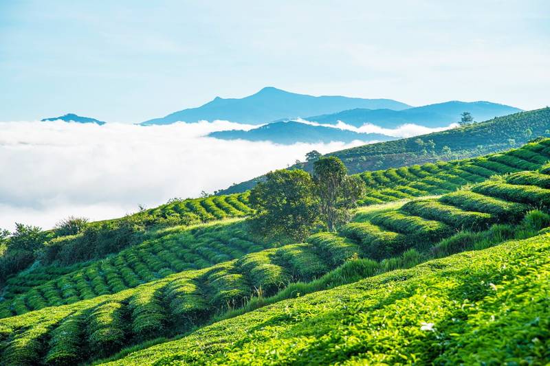 Not far from Da Lat city center, Cau Dat Tea Hill appears like a lush green ink wash painting, stret...