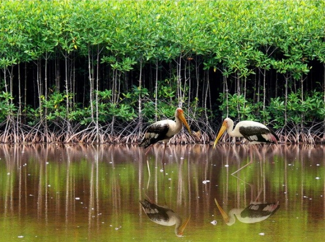 Mui Ca Mau National Park, a Ramsar site and World Biosphere Reserve, stands out with its exceptional...