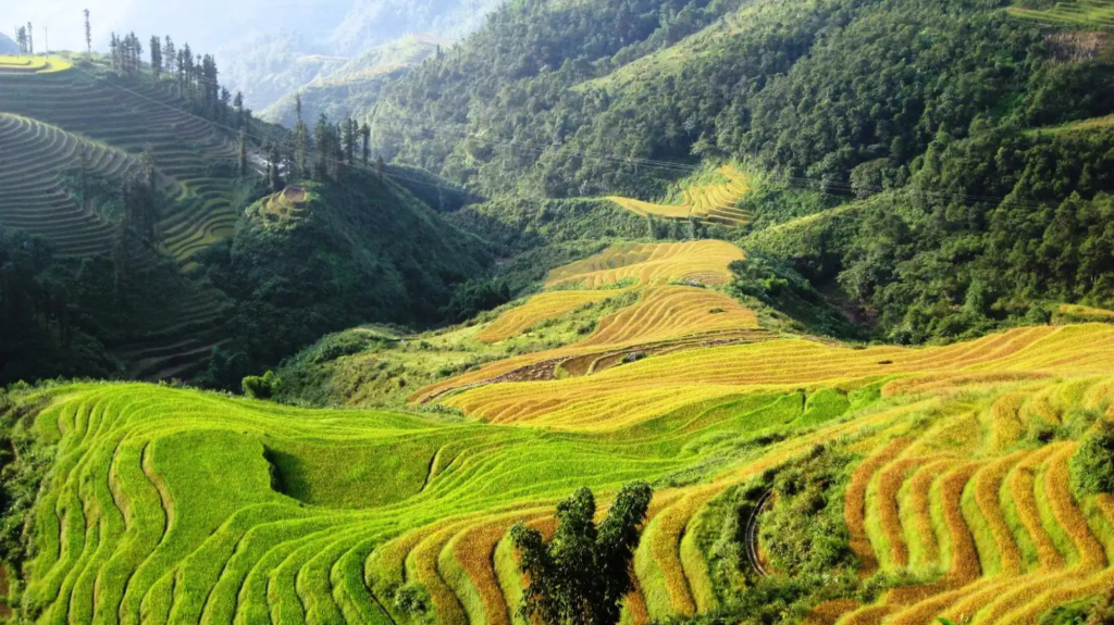 For those desiring to conquer Fansipan conveniently while still savoring its majestic beauty, the Su...