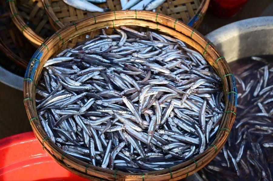 Gỏi Cá Trích is the specialty you must try to truly know Phú Quốc. Born from fishermen’s offshore ex...