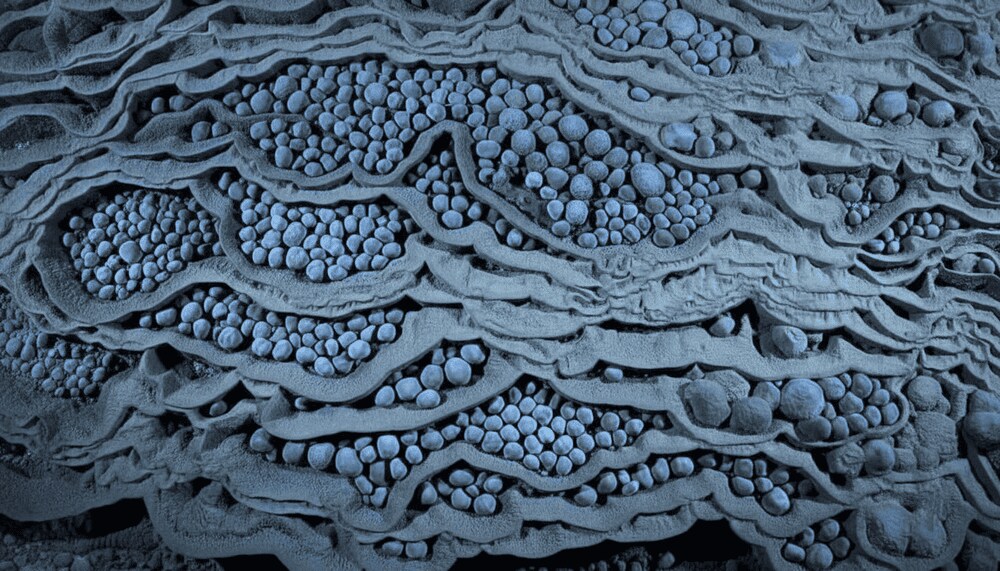 Among Son Doong's most delicate treasures are its 'cave pearls' – rare, captivating stone formations...