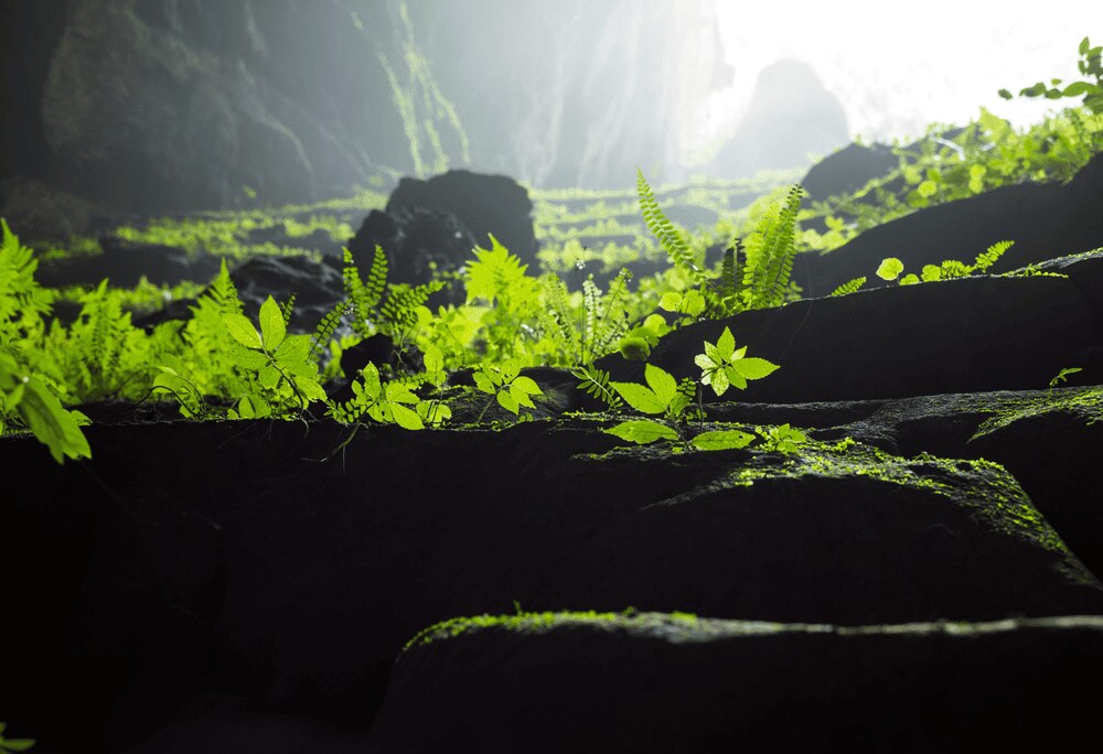 Oxalis Adventure, the sole licensed tour operator, curates an unparalleled four-day, three-night ody...