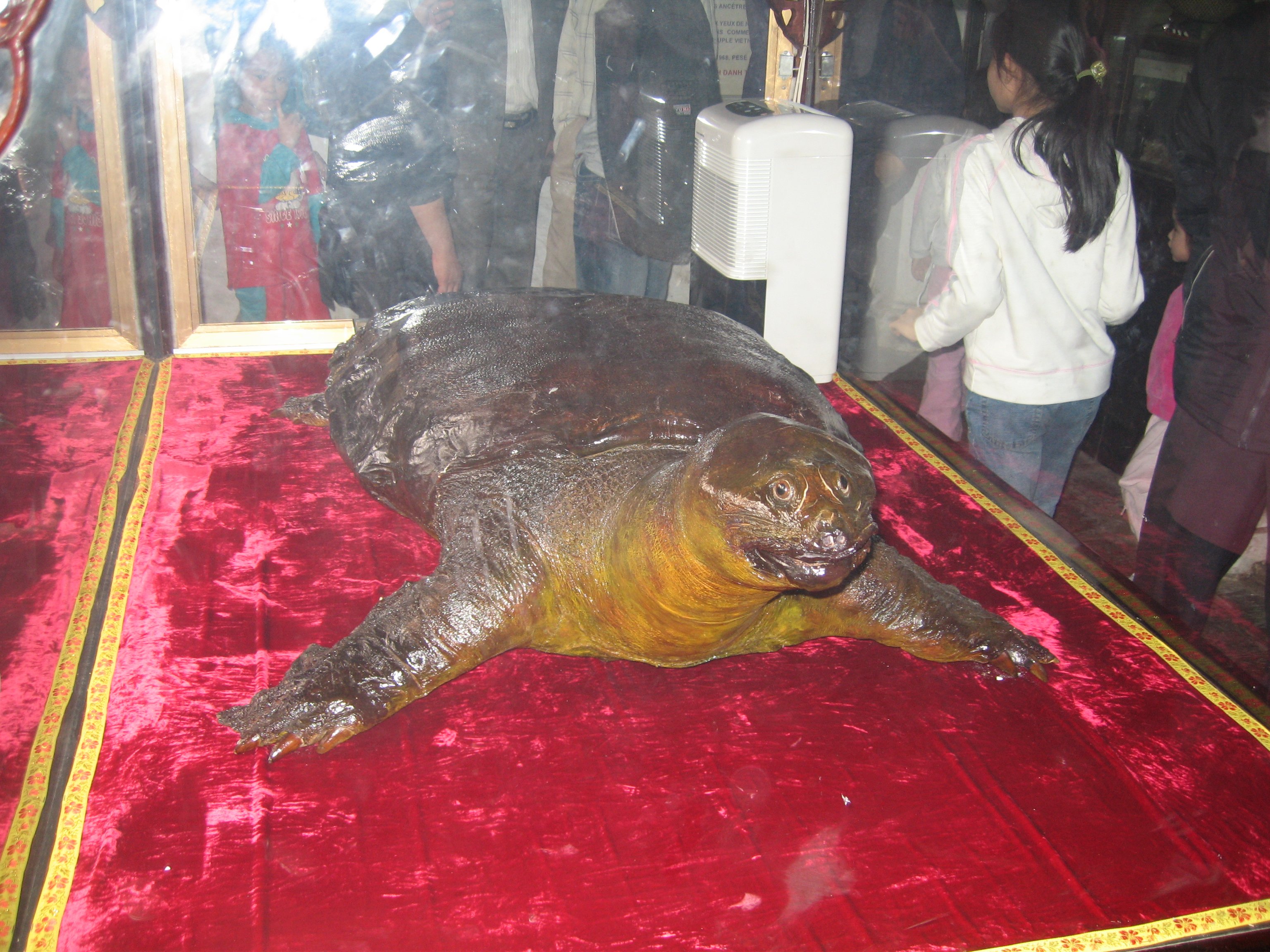 The Hoan Kiem Turtle (Rafetus leloii), a legendary creature intertwined with the returned sword lege...
