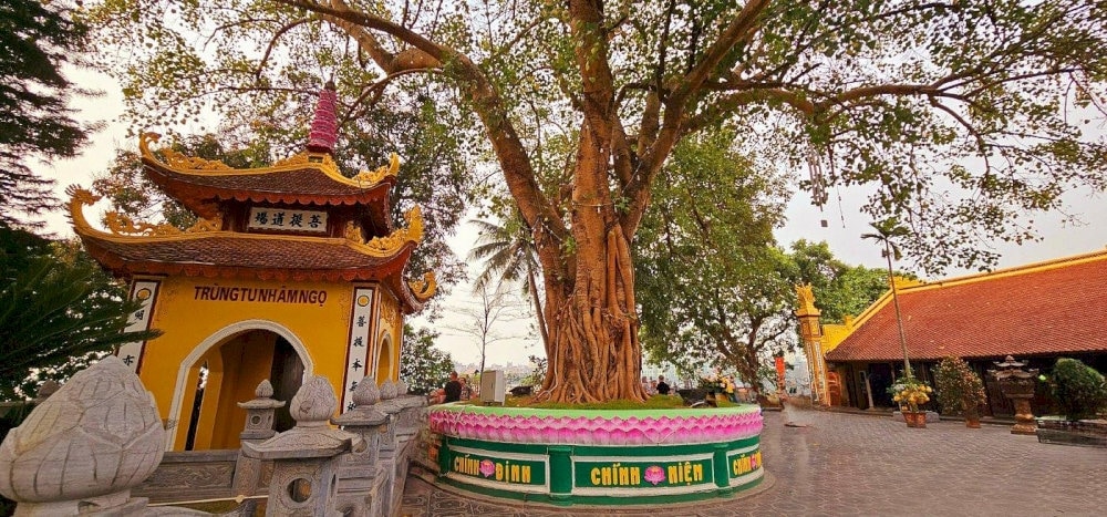 Adjacent to the majestic stupa, the sacred Bodhi tree stands tall as a living symbol of wisdom and p...