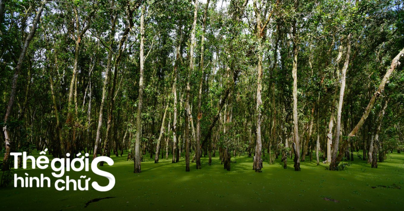 During the flood season, especially from September to November, Tra Su Cajuput Forest transforms int...