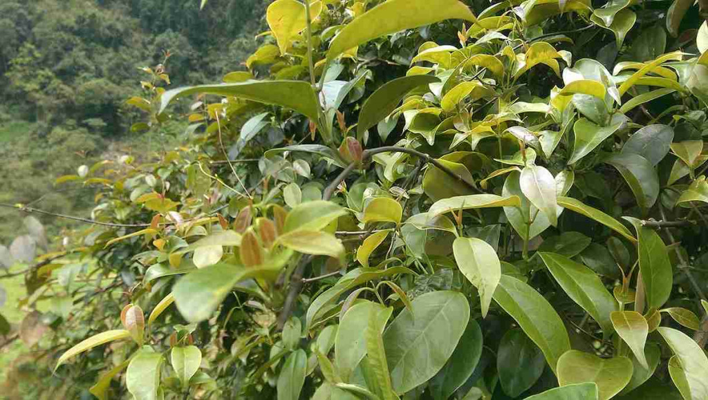 The soul of this dish lies in lá lồm, also known as lá giang in some regions. Lá lồm leaves must be ...