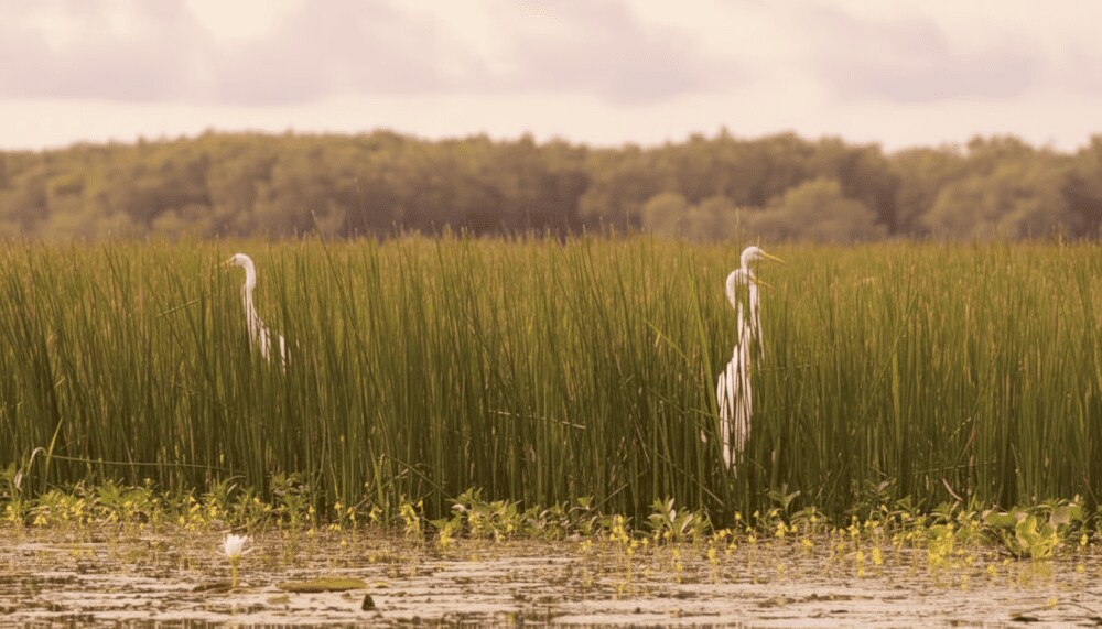With its wild, majestic, yet equally poetic natural scenery, Tram Chim is a paradise for photography...