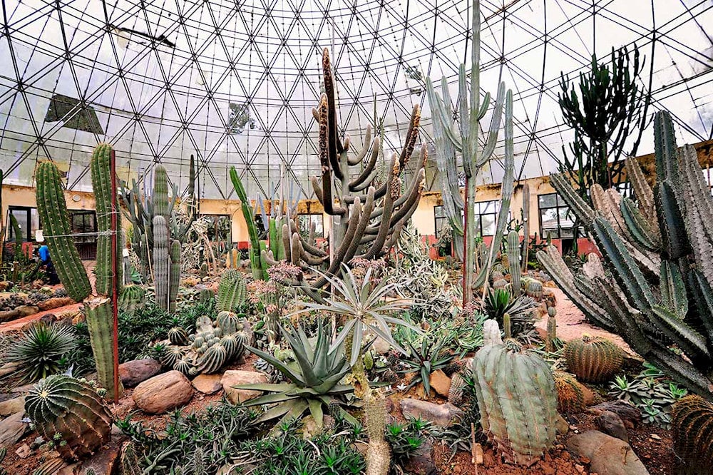 Another unique attraction is the Cactus Greenhouse, which houses a diverse and abundant collection o...