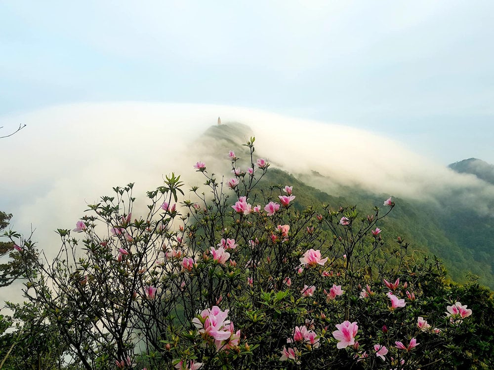 Stepping into Ba Vi National Forest is embarking on a journey of discovery into pristine beauty and ...