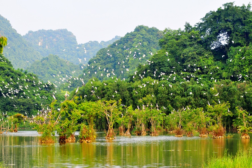 Cúc Phương is home to hundreds of rare and endangered wildlife species, which are strictly protected...