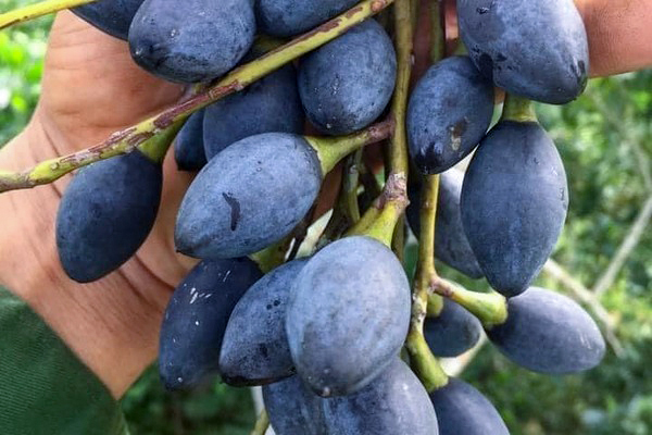 The main ingredient for this sticky rice dish is black trám – a characteristic fruit of the mountain...