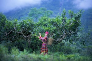 Shan Tuyet Tea of Ha Giang: A National Treasure from Ancient Highland Forests
