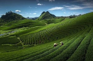 Shan Tuyết Tea & Mộc Châu Cow’s Milk: Pure Flavors from the Green Highlands