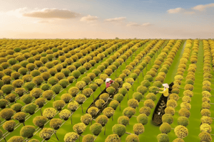 Sa Dec Flower Village: A Land of Alluring Bloom in the Mekong Delta