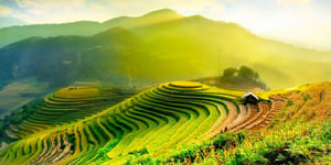 Mù Cang Chải: A Golden Symphony on the Rooftop of Northwest Vietnam
