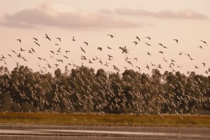 Tram Chim National Park & Xeo Quyt: A Symphony of Mekong Nature